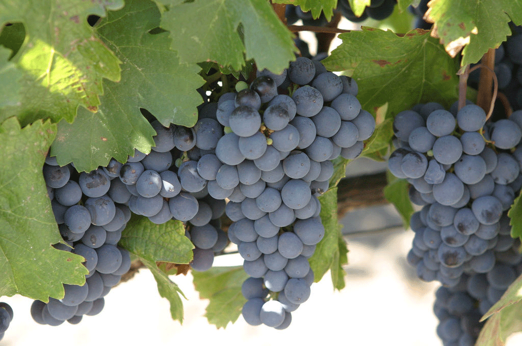 Merlot Grapes (Coastal)